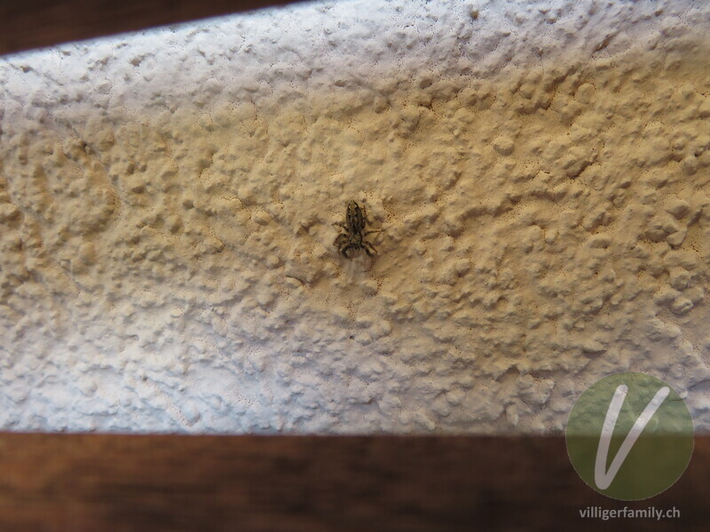 Rinden-Springspinne: 