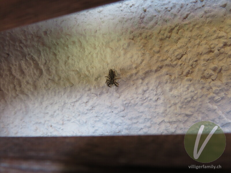 Rinden-Springspinne: 