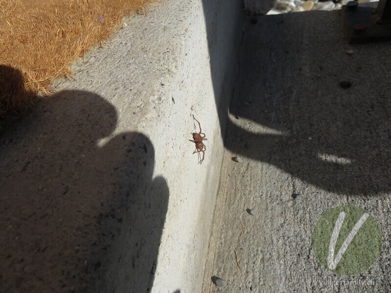 Gewöhnliche Steinplattenspinne: 