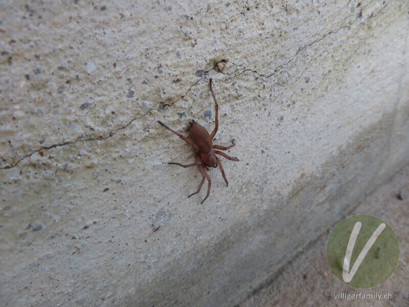 Gewöhnliche Steinplattenspinne: 