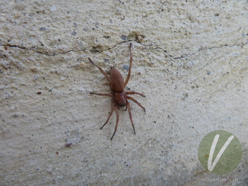 Gewöhnliche Steinplattenspinne: 