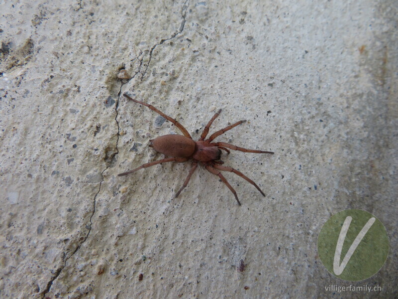 Gewöhnliche Steinplattenspinne: 