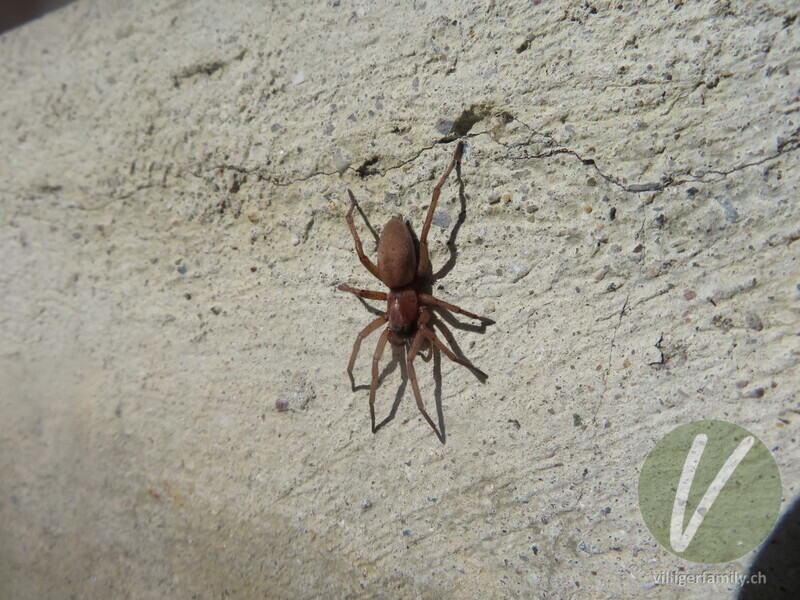 Gewöhnliche Steinplattenspinne: 