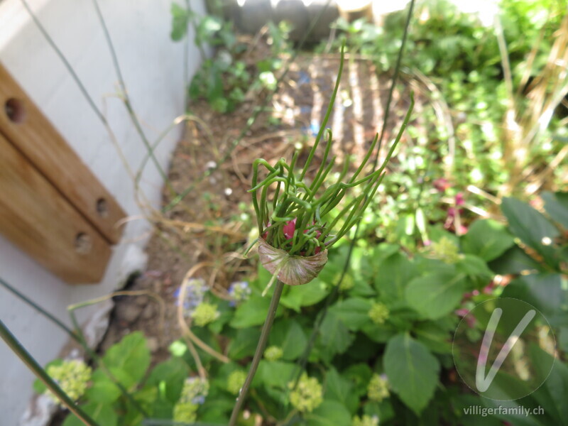 Weinberg-Lauch: Blüten, Früchte
