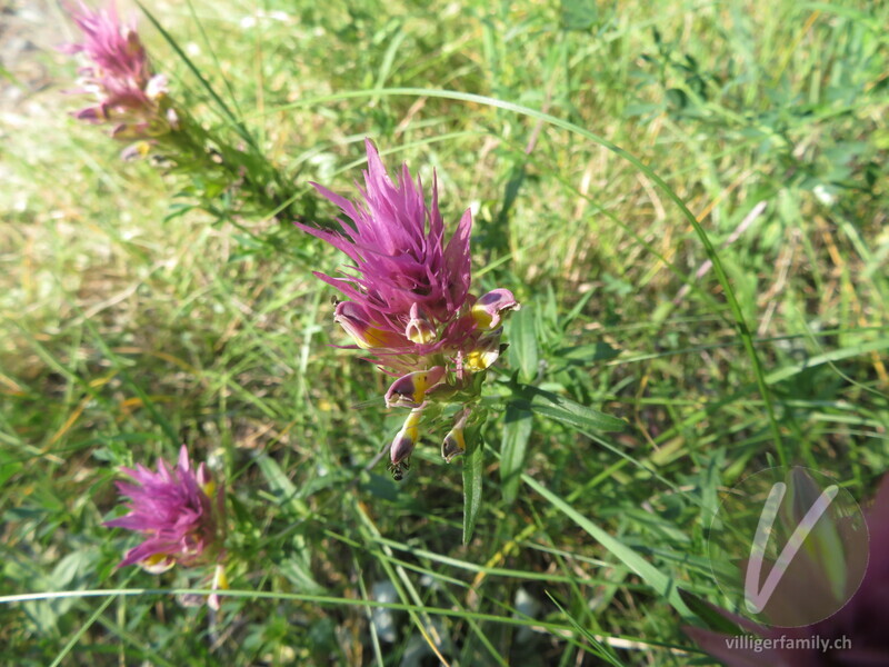 Acker-Wachtelweizen: Blüten