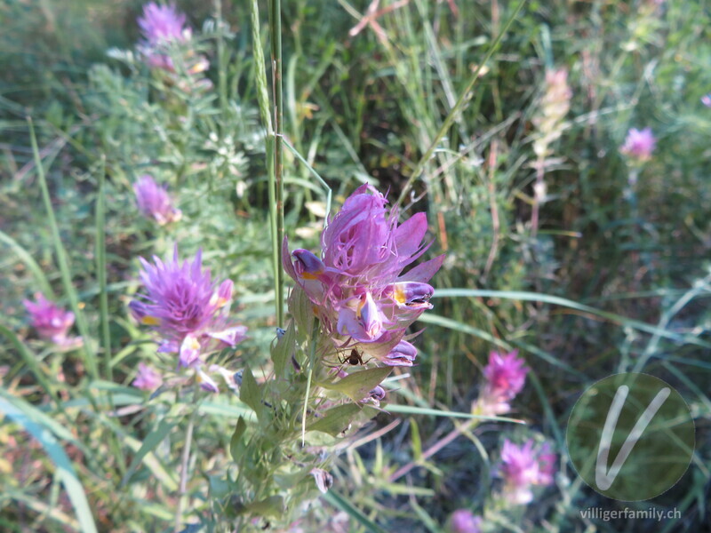 Acker-Wachtelweizen: Blüten