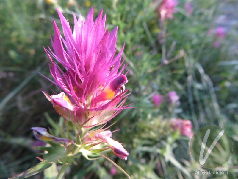 Acker-Wachtelweizen: Blüten