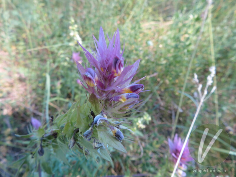 Acker-Wachtelweizen: Blüten