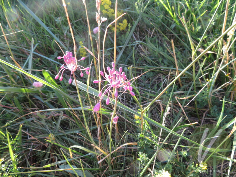 Gewöhnlicher Gekielter Lauch: Blüten