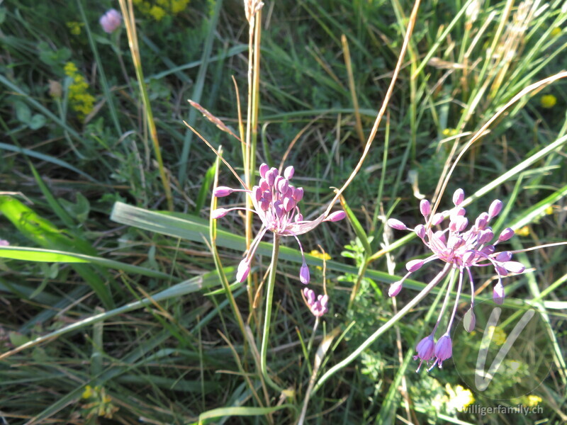 Gewöhnlicher Gekielter Lauch: Blüten