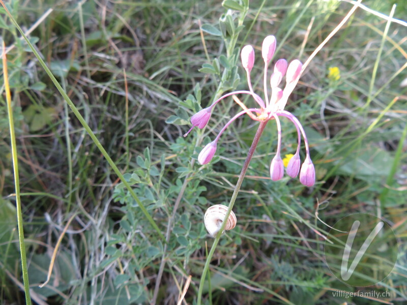 Gewöhnlicher Gekielter Lauch: Blüten