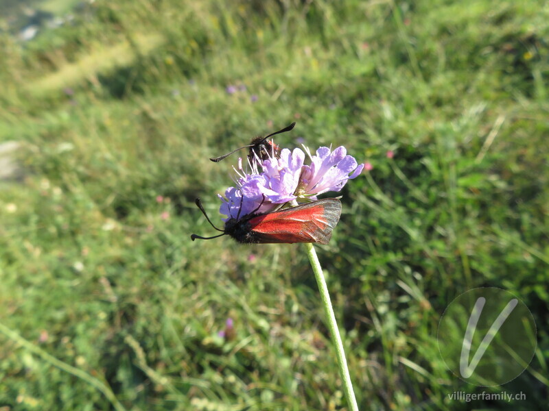 Purpur-Widderchen: 