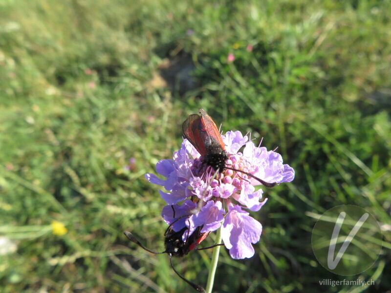 Purpur-Widderchen: 