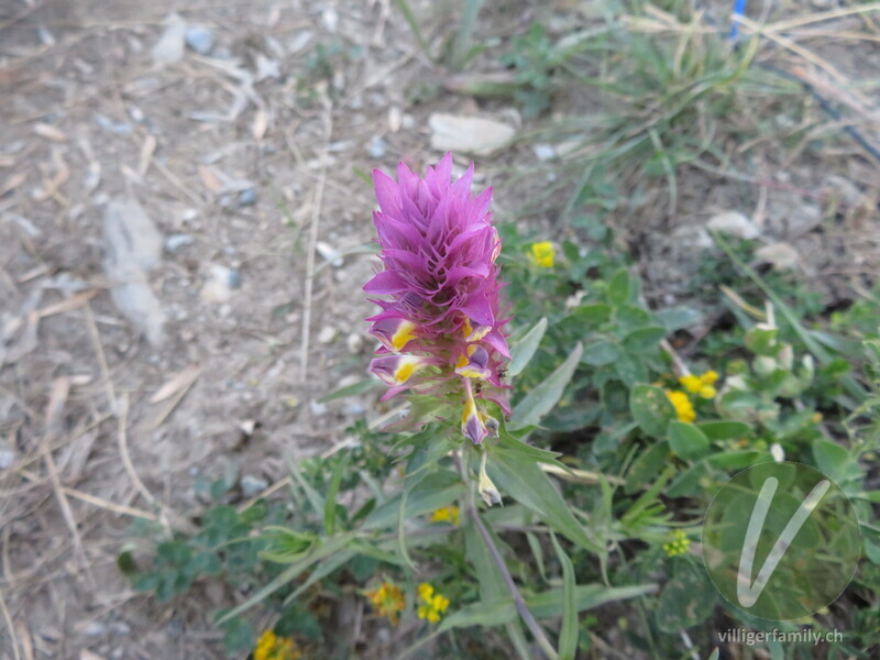 Acker-Wachtelweizen: Blüten