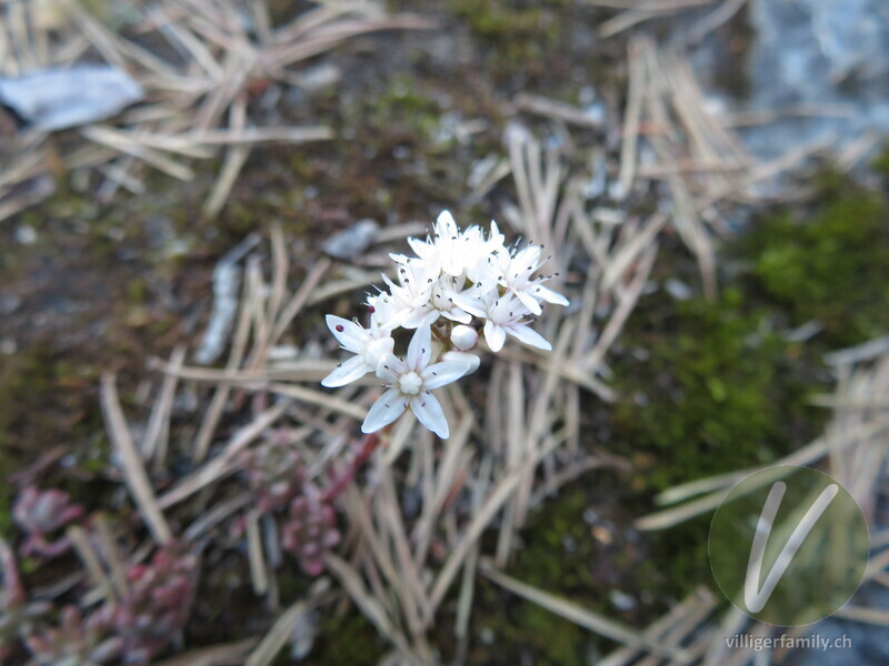 Weisser Mauerpfeffer: Blüten