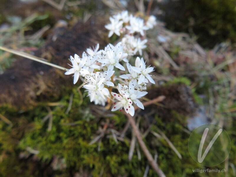Weisser Mauerpfeffer: Blüten
