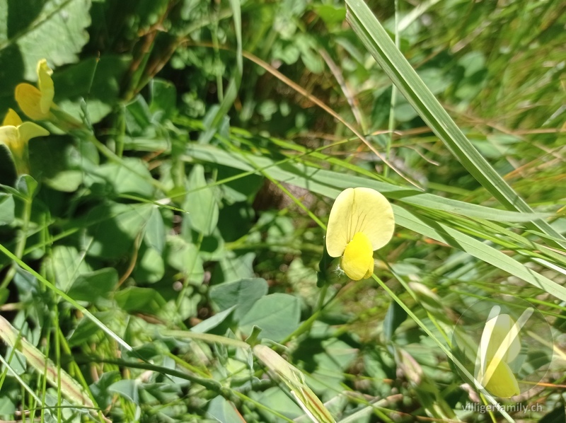 Gelbe Spargelerbse: Blüten