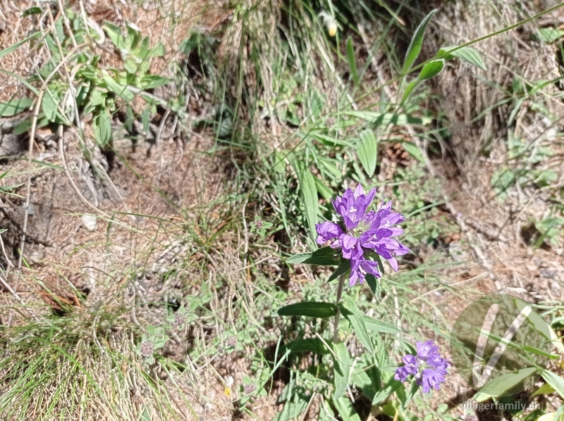 Mehlige Knäuel-Glockenblume: Blüten