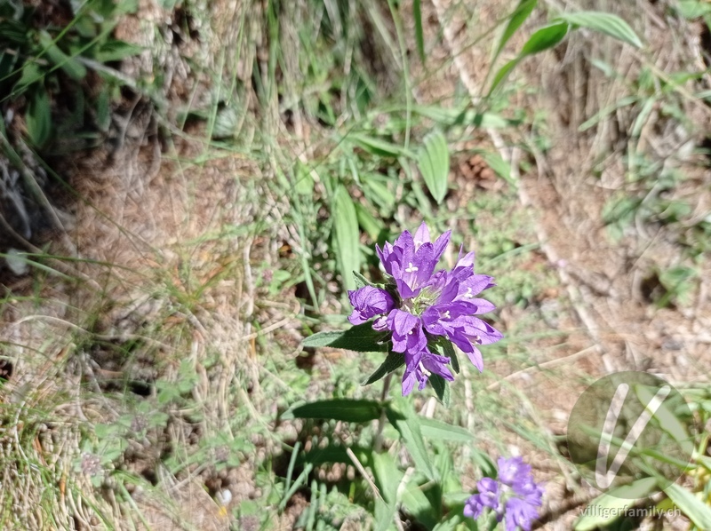 Mehlige Knäuel-Glockenblume: Blüten
