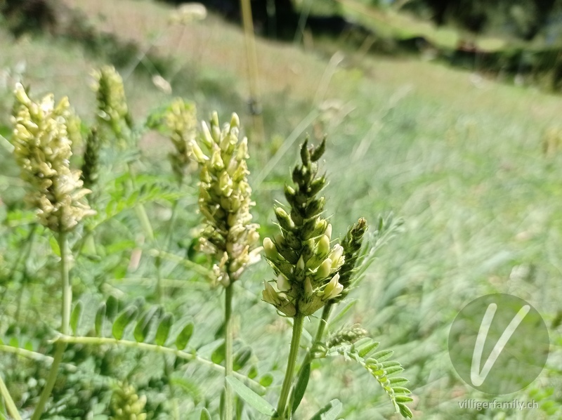Kichererbsen-Tragant: Blüten