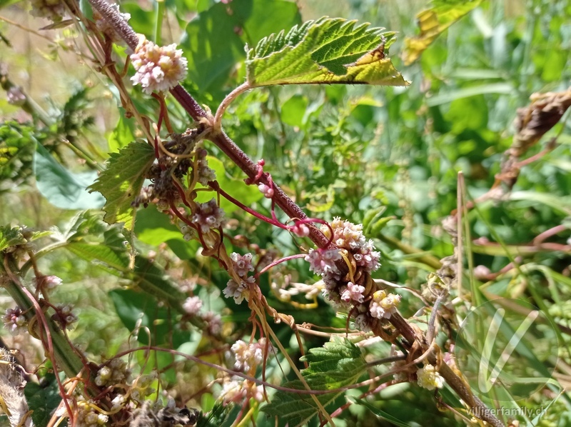 Nessel-Seide: Blüten