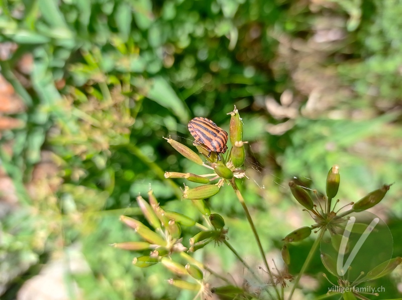 Streifenwanze: 