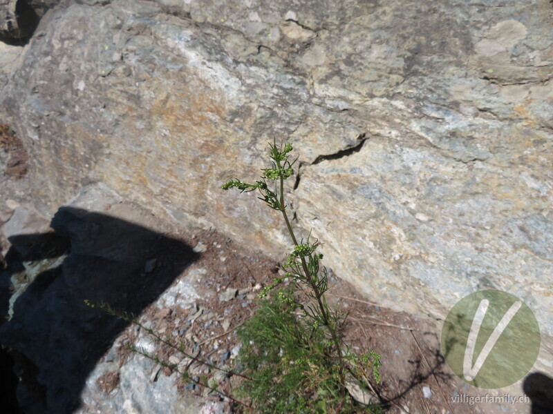 Gewöhnlicher Feld-Beifuss: Gesamtbild