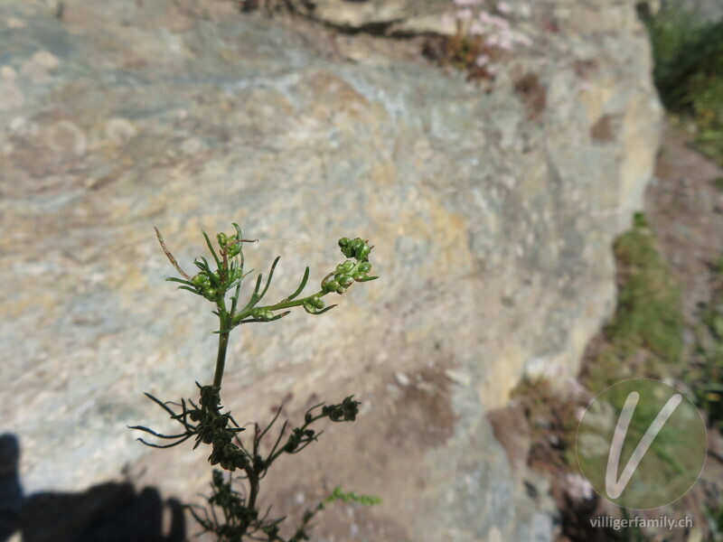 Gewöhnlicher Feld-Beifuss: Blüten