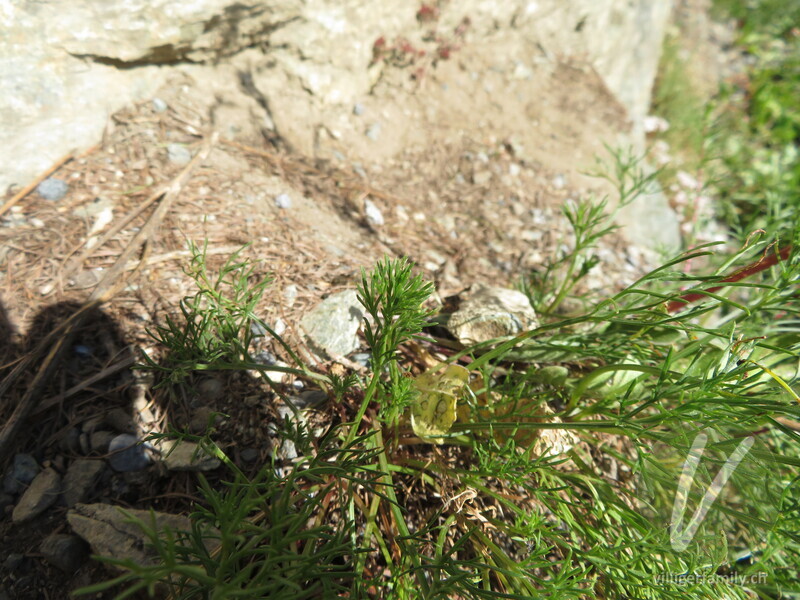 Gewöhnlicher Feld-Beifuss: Blätter