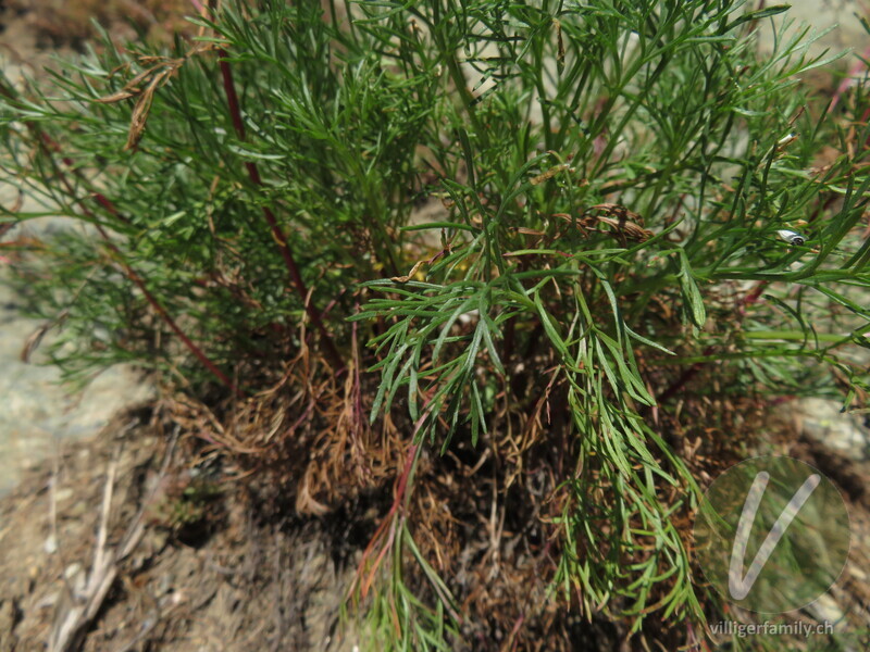 Gewöhnlicher Feld-Beifuss: Blätter