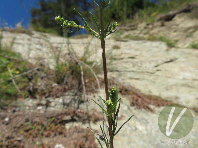 Gewöhnlicher Feld-Beifuss: Stengel