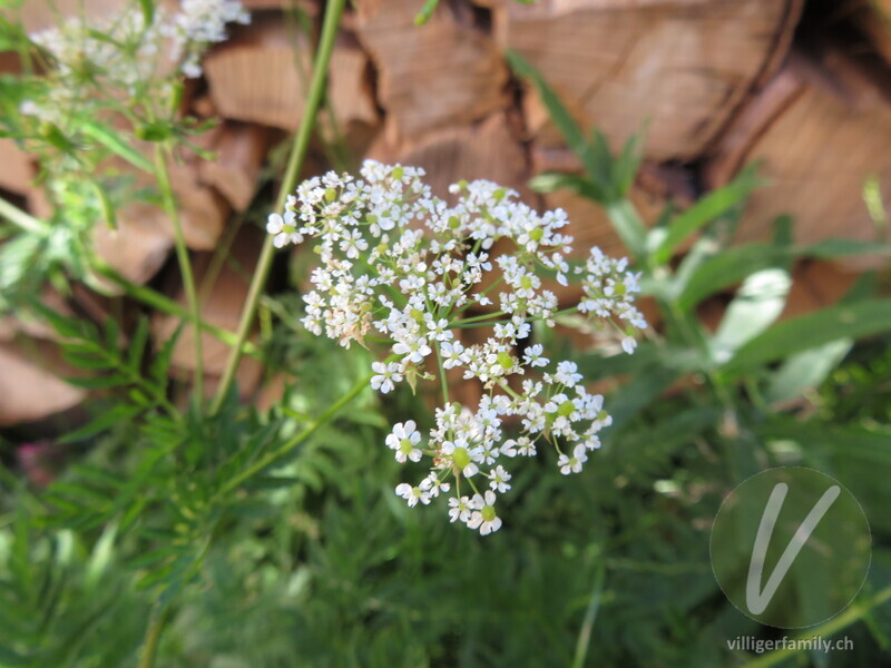 Gelbfrüchtiger Kälberkropf: Blüten