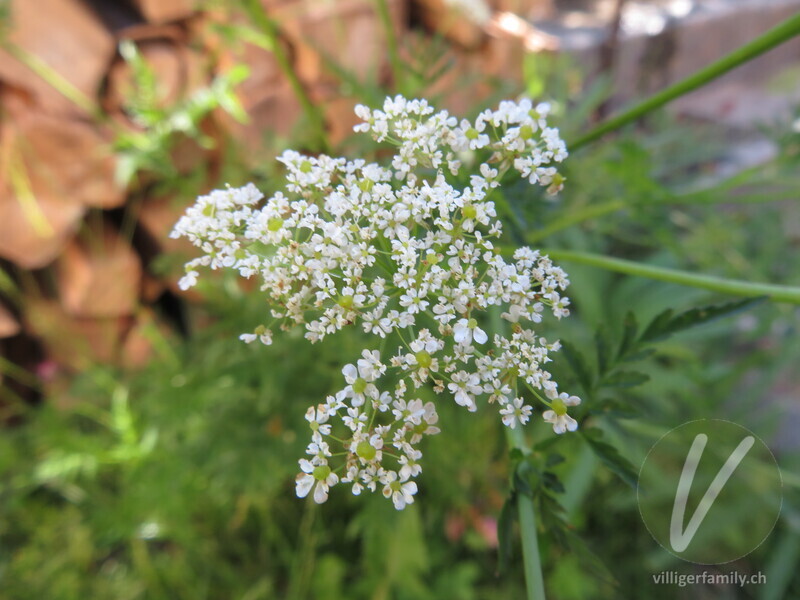 Gelbfrüchtiger Kälberkropf: Blüten