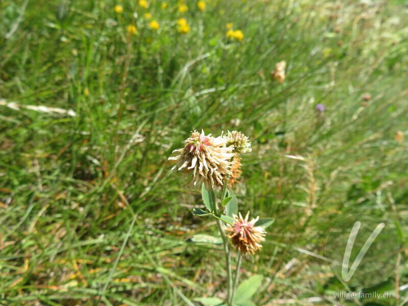 Berg-Klee: Blüten