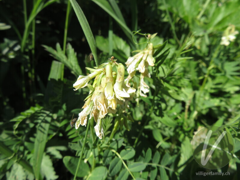 Gletscherlinse: Blüten