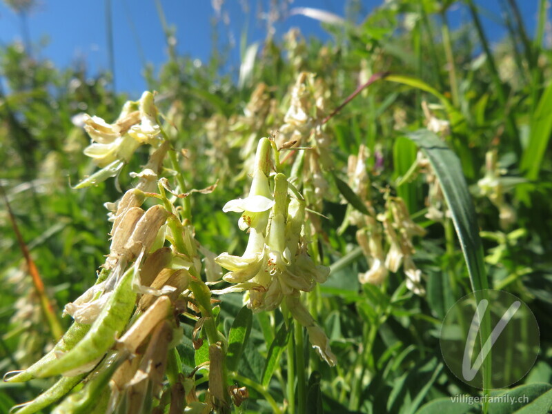 Gletscherlinse: Blüten