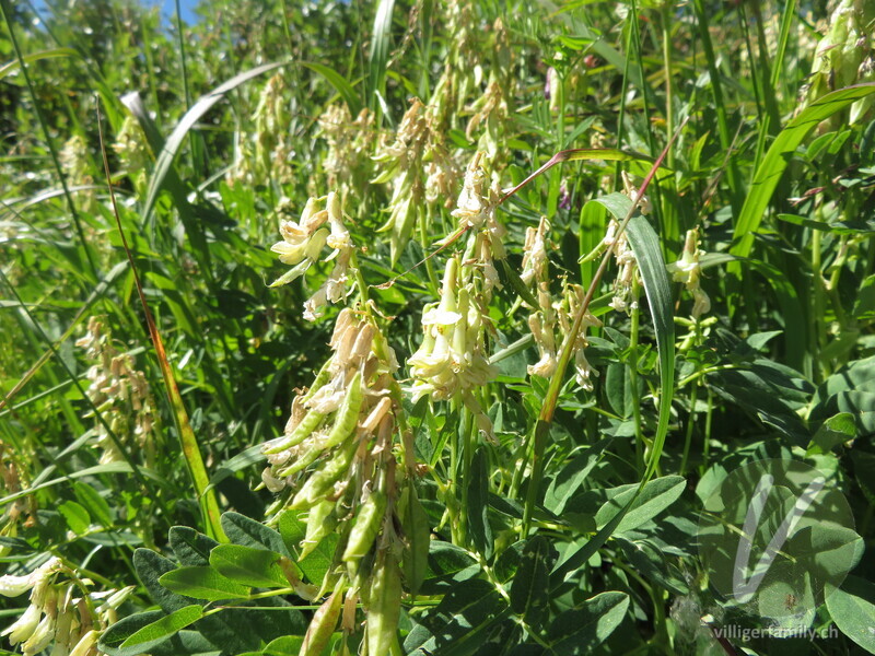Gletscherlinse: Früchte, Blüten