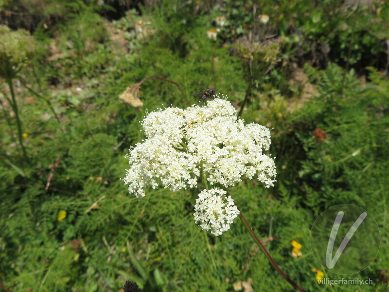 Hallers Laserkraut: Blüten