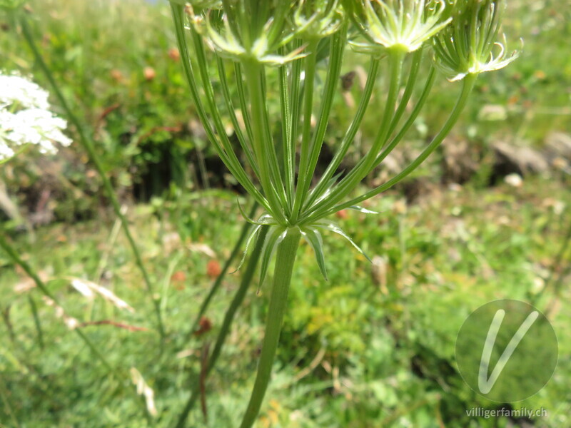 Hallers Laserkraut: Blüten
