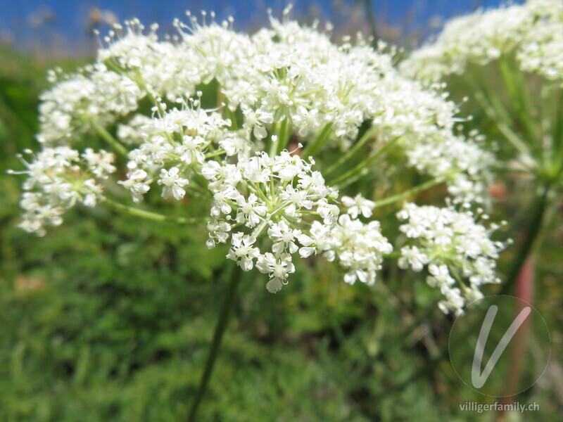 Hallers Laserkraut: Blüten