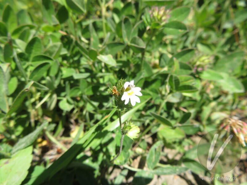 Berg-Augentrost: Blüten