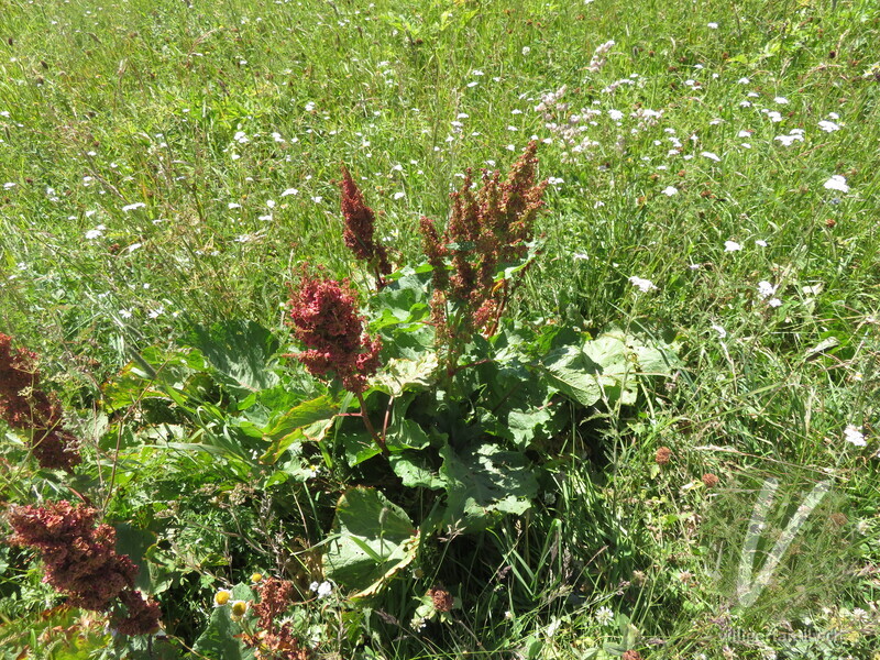 Alpen-Ampfer: Gesamtbild