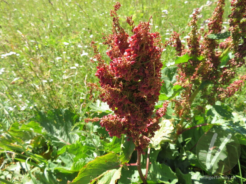 Alpen-Ampfer: Blüten, Früchte