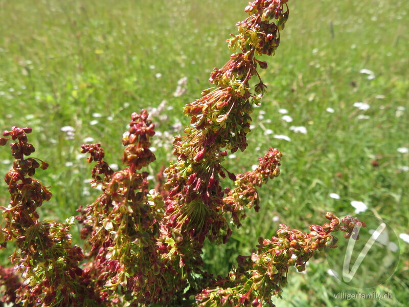 Alpen-Ampfer: Früchte, Blüten