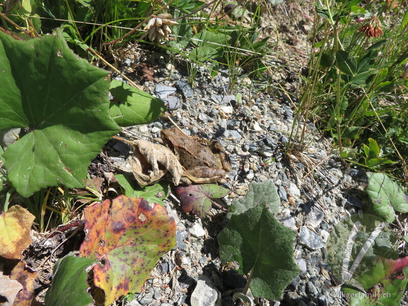 Grasfrosch: 