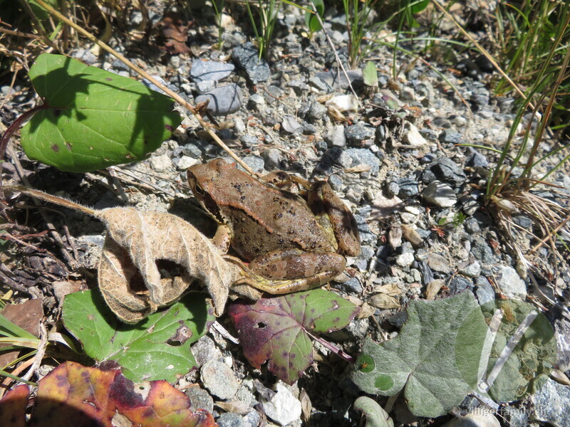 Grasfrosch: 