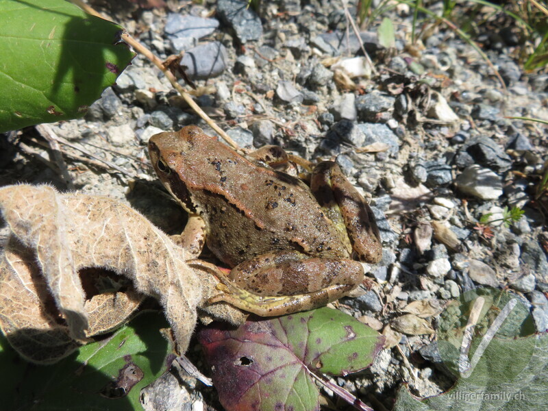 Grasfrosch: 