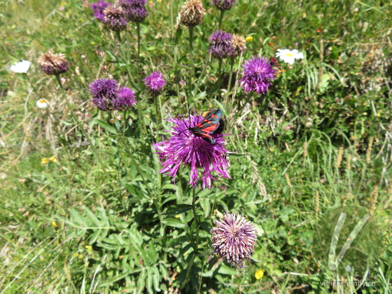 Hufeisenklee-Widderchen: 