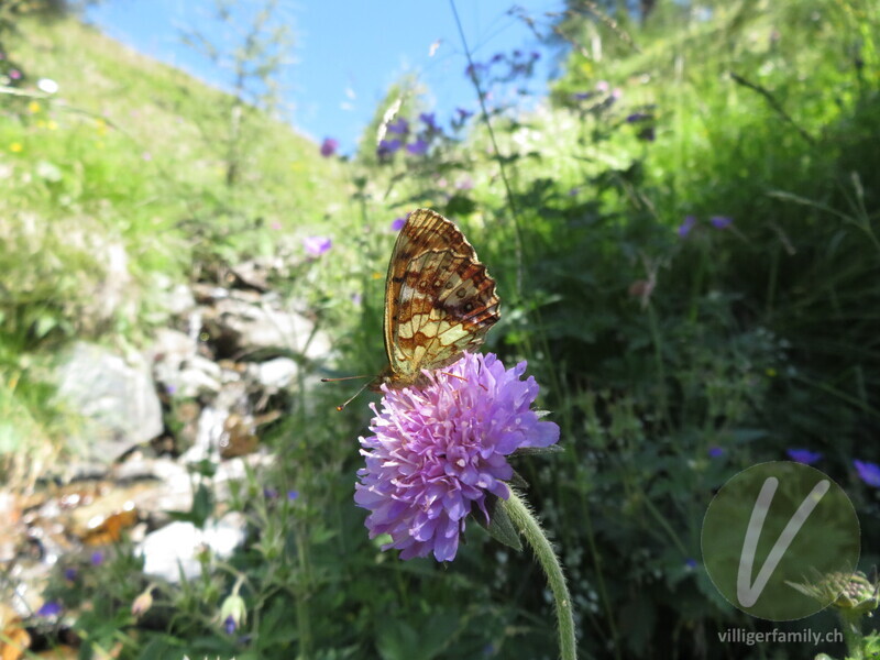 Mädesüss-Perlmutterfalter: 