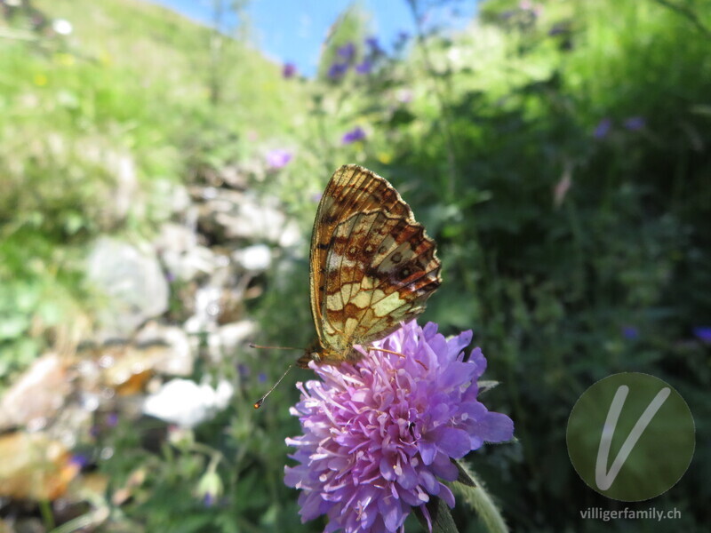 Mädesüss-Perlmutterfalter: 